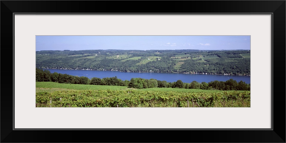 New York, Finger Lakes, Keuka Lake, vineyards