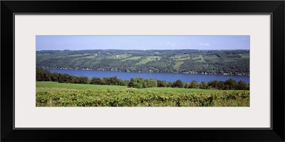 New York, Finger Lakes, Keuka Lake, vineyards