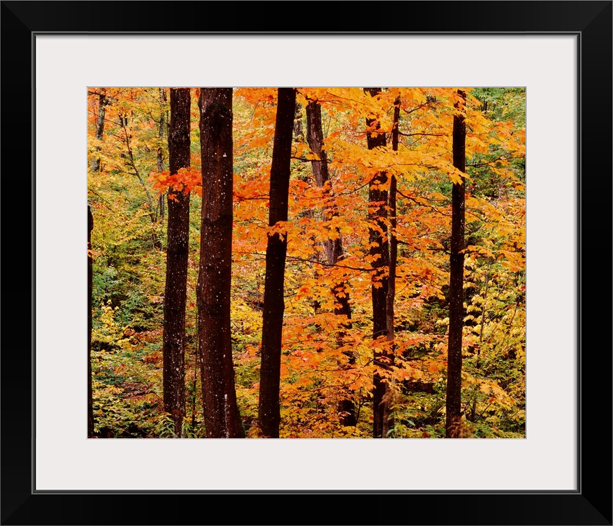 New York State, Adirondack Mountains, Dense forest in the Old Forge