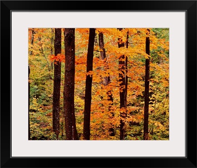 New York State, Adirondack Mountains, Dense forest in the Old Forge