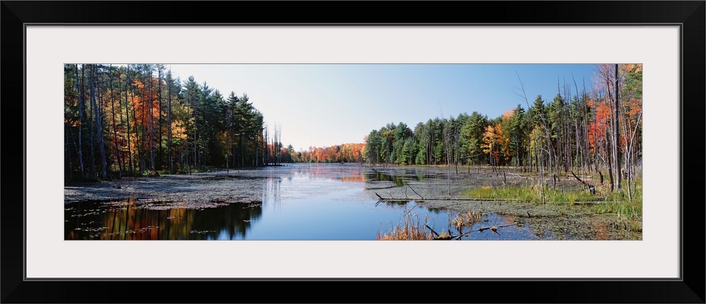 New York, Wetland, Catskill Mountains, Trees along a lake