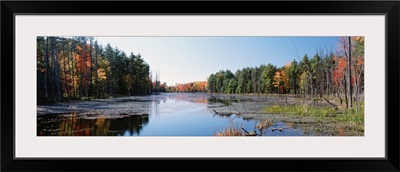 New York, Wetland, Catskill Mountains, Trees along a lake