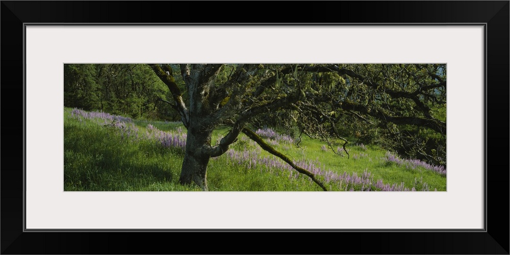 Oak Tree and Lupine Field Redwood National Park CA