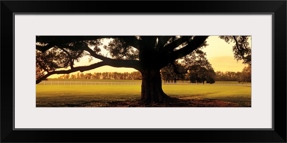 This landscape panoramic wall art is a photograph of the base of the trunk of an ancient southern tree surrounded by fields.