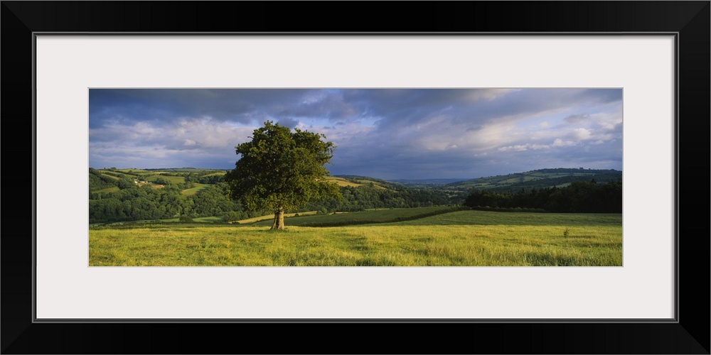 Oak tree in a field Southwood farm Exe Valley Bickleigh Mid Devon Devon England