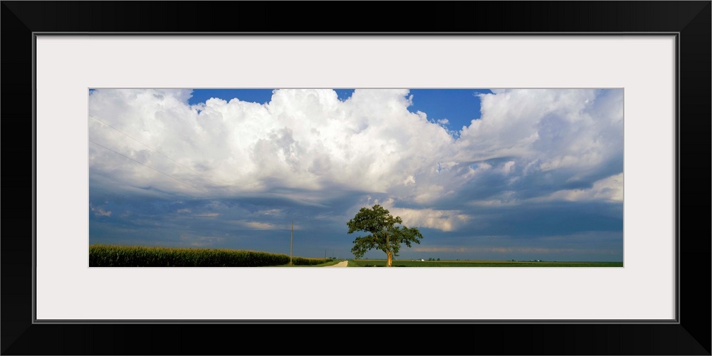 Oak tree in a landscape, Stelle, Illinois