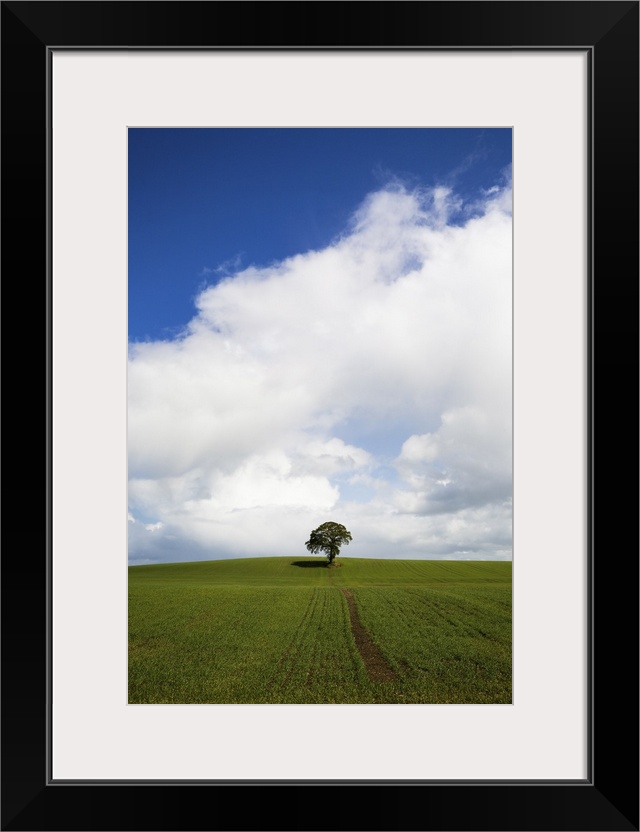 Oak Tree in Arable Field, Near Carlow, Co Carlow, Ireland