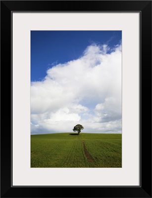 Oak Tree in Arable Field, Near Carlow, Co Carlow, Ireland