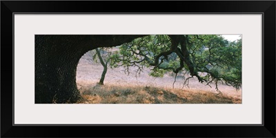 Oak tree on a field, Sonoma County, California