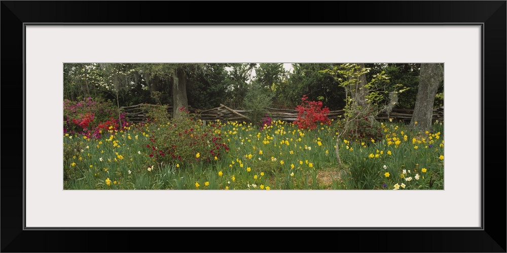 Oak trees and flowers in a garden, Magnolia Plantation and Gardens, Charleston, South Carolina