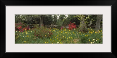 Oak trees and flowers in a garden, Magnolia Plantation and Gardens, Charleston, South Carolina