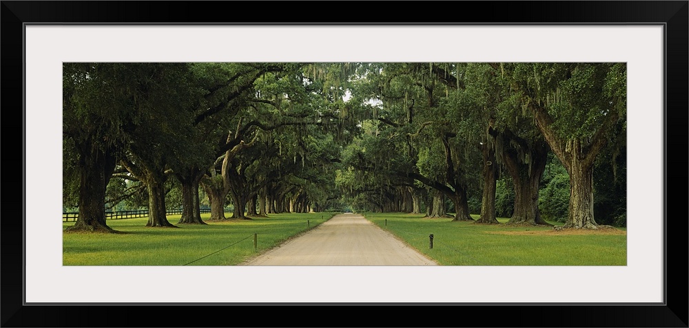 Panoramic image of an oak tree lined path that creates a canopy above the walkway.