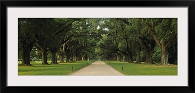 Oak trees on both sides of a path, Charleston, South Carolina