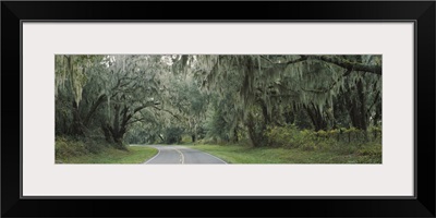 Oak trees on both sides of a road, Florida