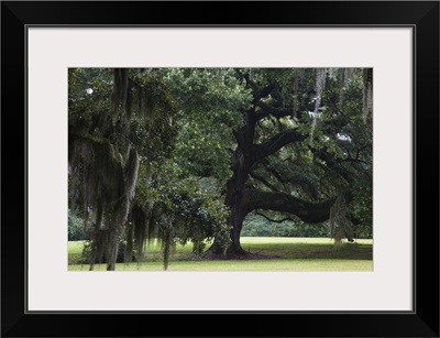 Oak trees on former plantation, St. Francisville, West Feliciana Parish, Louisiana