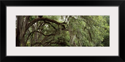 Oak Trees St Francisville LA