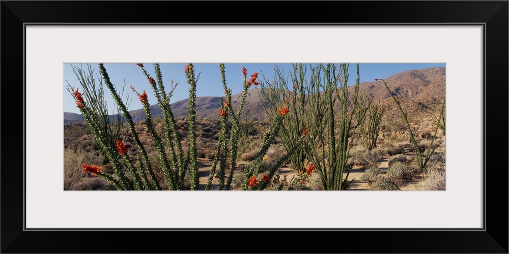 Ocotillo Anza Borrego Desert State Park CA