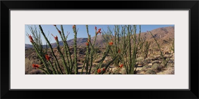 Ocotillo Anza Borrego Desert State Park CA