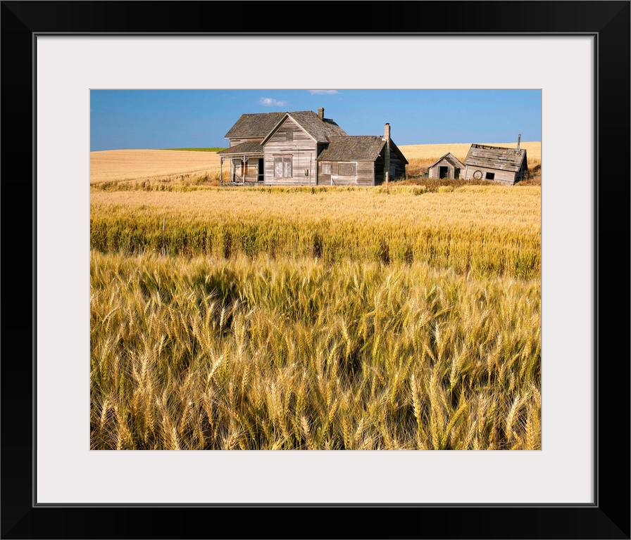 Old abandoned farmhouse in a wheat field, Palouse, Washington State