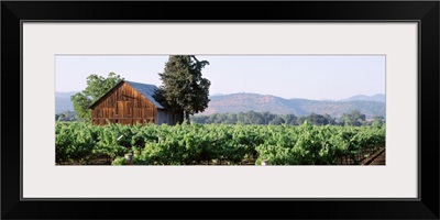 Old barn in a vineyard, Napa Valley, Oakville, Napa County, California,