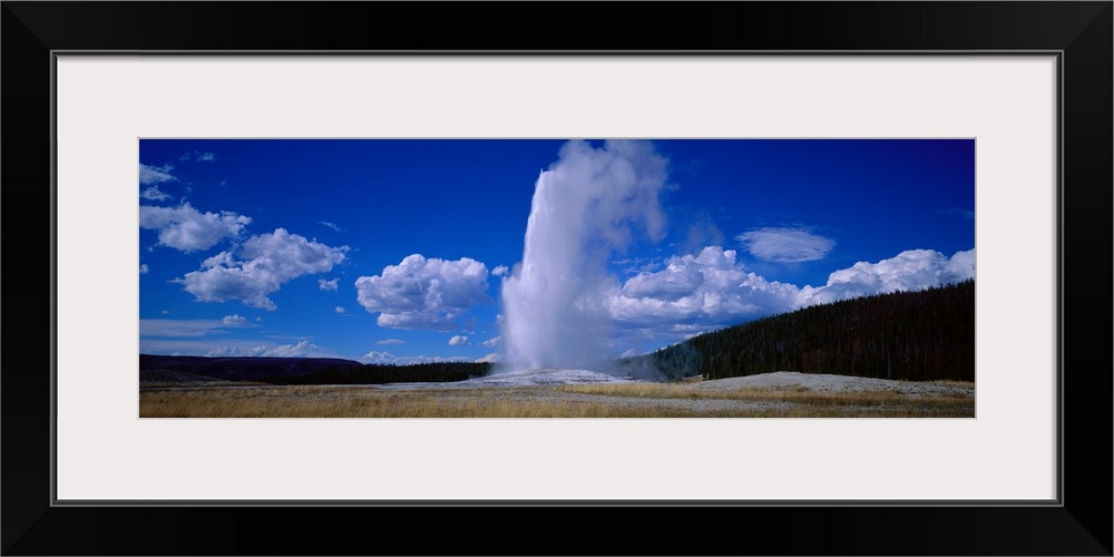 Panoramic photo of a geyser shooting out steam at Yellowstone.