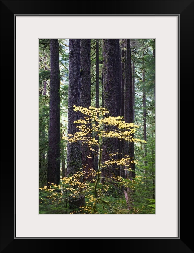 Old-growth rain forest, Sol Duc Valley, Olympic National Park, Washington