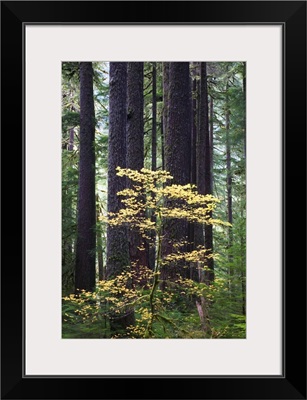 Old-growth rain forest, Sol Duc Valley, Olympic National Park, Washington