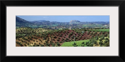 Olive Groves Andalucia Spain