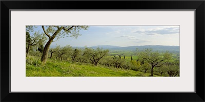 Olive orchard on a landscape, Assisi, Perugia Province, Umbria, Italy