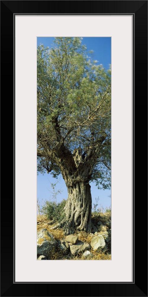 Olive tree in a field, Aegina, Saronic Gulf Islands, Attica, Greece