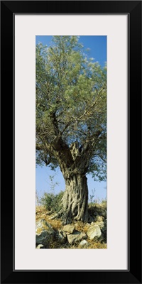 Olive tree in a field, Aegina, Saronic Gulf Islands, Attica, Greece