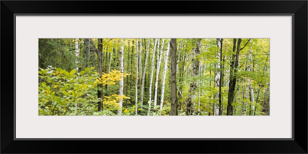 Panoramic photo of the up close view of a dense forest.