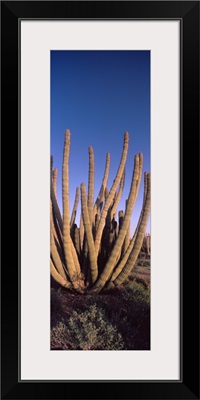 Organ Pipe cacti Stenocereus thurberi on a landscape Organ Pipe Cactus National Monument Arizona