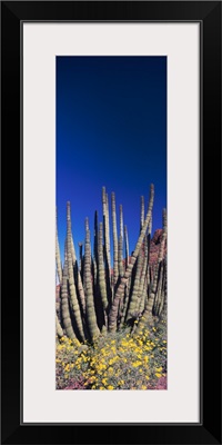 Organ Pipe cacti Stenocereus thurberi on a landscape Organ Pipe Cactus National Monument Arizona