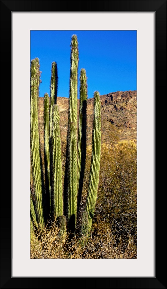 Organ Pipe Cactus AZ