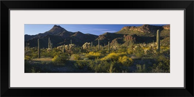 Organ Pipe Cactus National Monument AZ