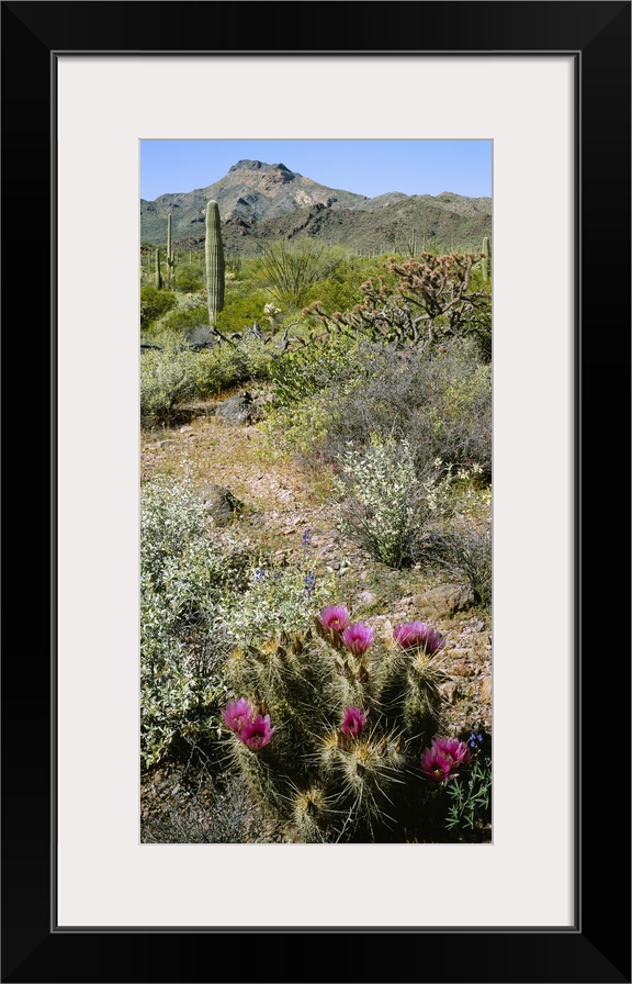 Organ Pipe Cactus (Stenocereus thurberi) in a field, Organ Pipe Cactus National Monument, Arizona