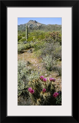 Organ Pipe Cactus (Stenocereus thurberi) in a field, Organ Pipe Cactus National Monument, Arizona