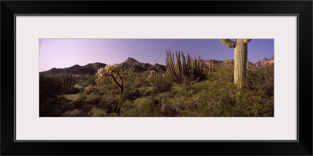 Organ Pipe cactus Stenocereus thurberi on a landscape Organ Pipe Cactus National Monument Arizona