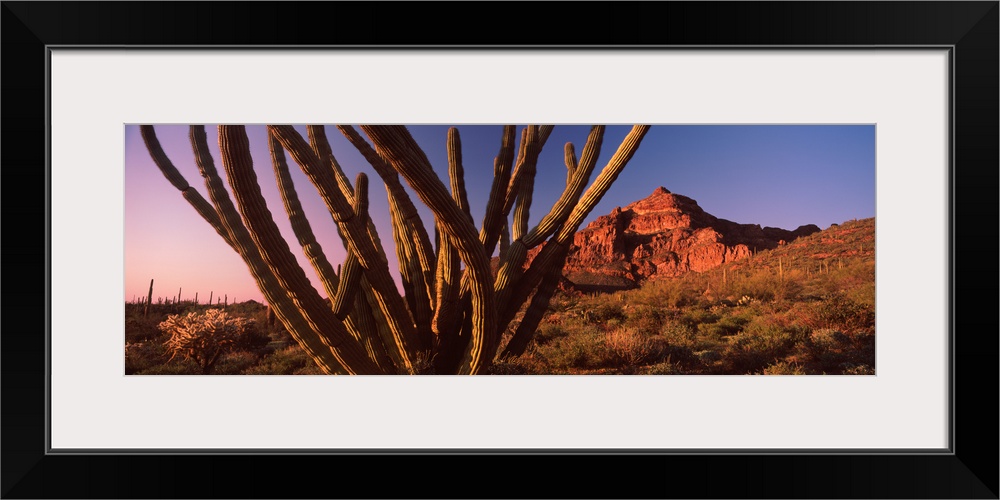 Organ Pipe cactus Stenocereus thurberi on a landscape Organ Pipe Cactus National Monument Arizona