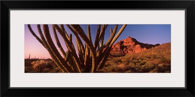 Organ Pipe cactus Stenocereus thurberi on a landscape Organ Pipe Cactus National Monument Arizona