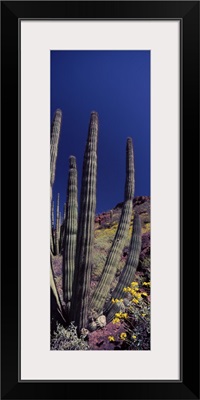 Organ Pipe cactus Stenocereus thurberi on a landscape Organ Pipe Cactus National Monument Arizona