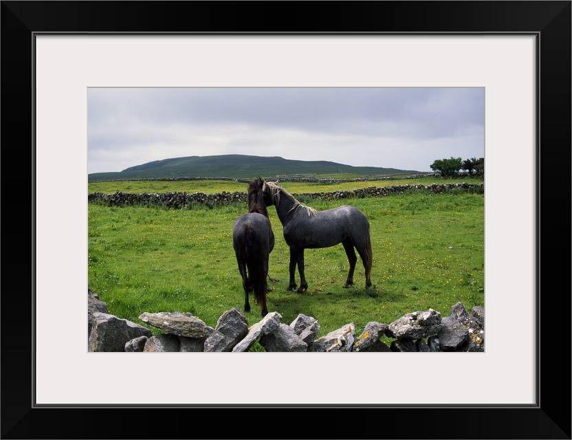 Giant horizontal photograph of two horses standing near each other in a green, grassy field surrounded by a rock fence, in...