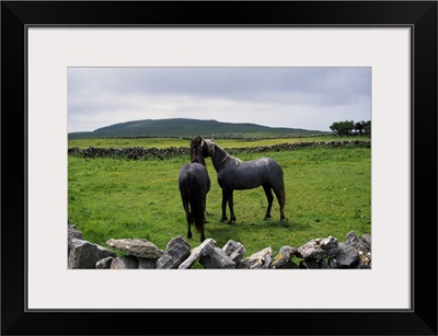 Pair of horses in rock fence-lined pasture, rural Ireland.