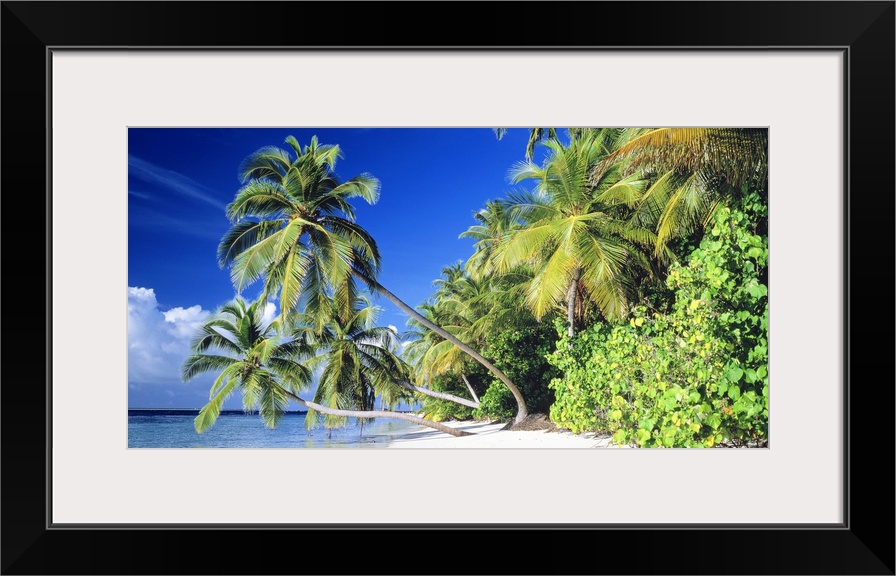 Panoramic photograph taken of a thick forest at the edge of a beach on a sunny day.  Three palm trees stand out in the cen...