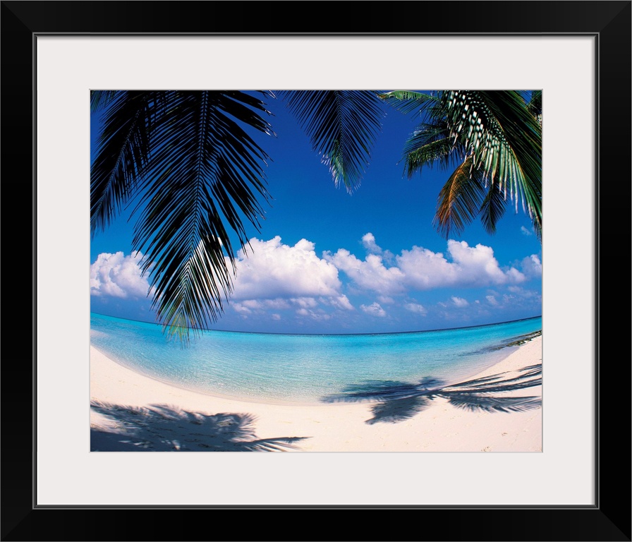 Palm leaves at beach