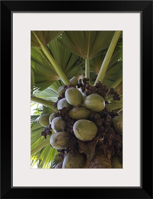 palm tree in a botanical garden, Victoria, Mahe Island, Seychelles