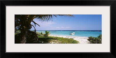 Palm tree on the beach, Caribbean Sea, Punta Bete, Yucatan, Mexico