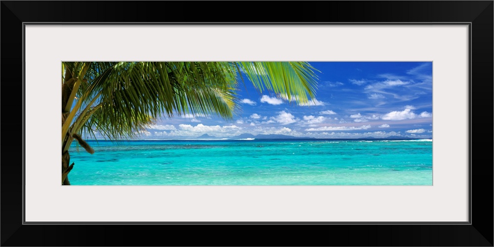 Panoramic photograph of a large palm tree waving over crystal clear ocean water under a bright blue sky.