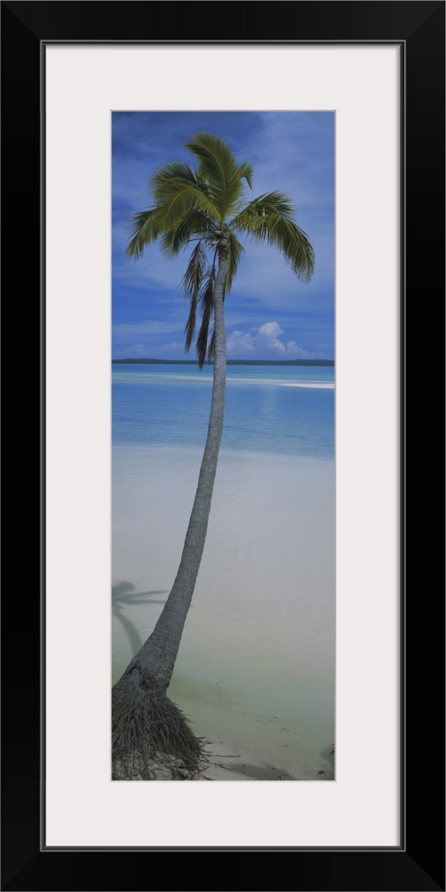 A single palm tree is photographed in vertical panoramic view with sand and ocean water just in front of it.